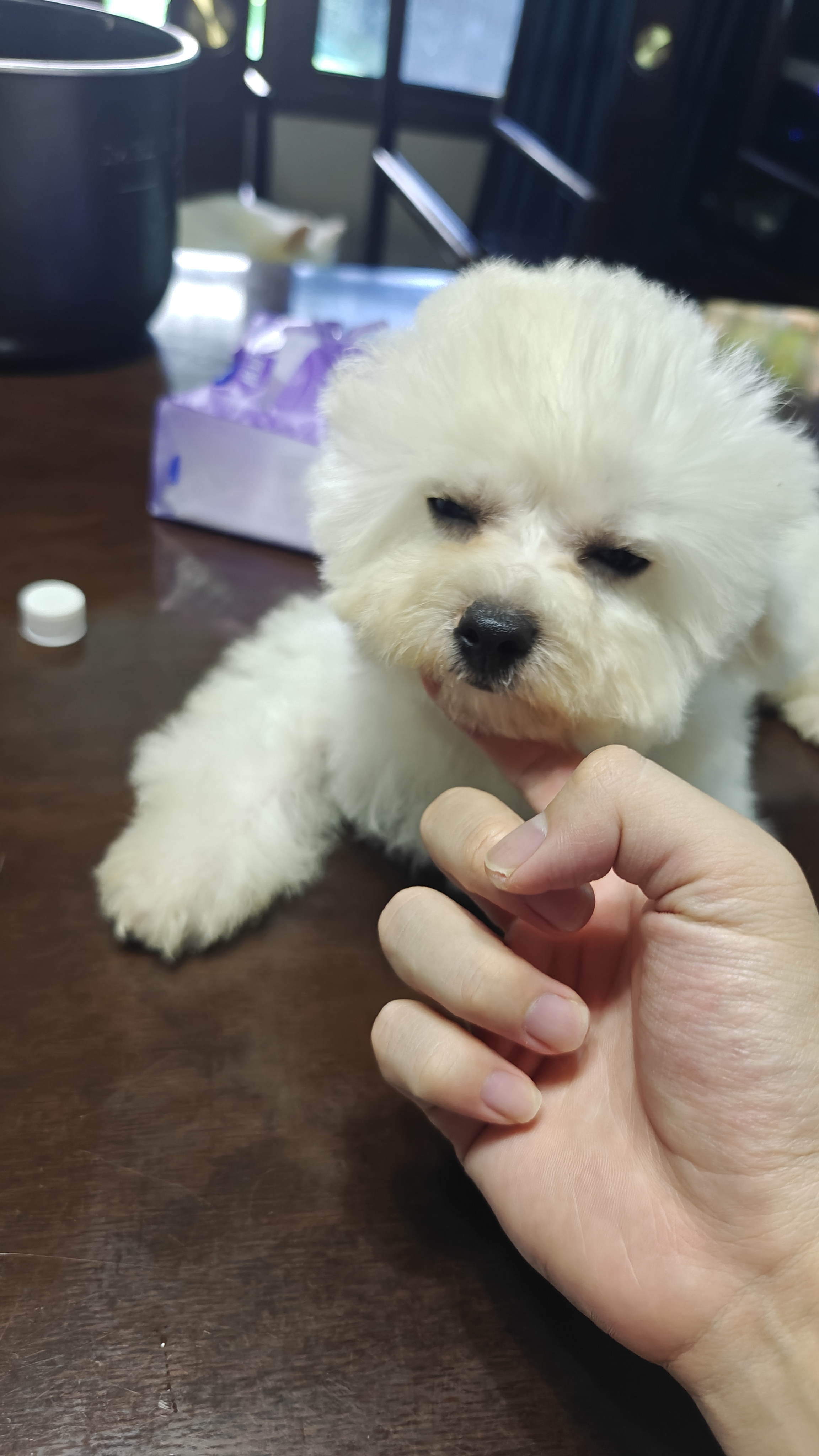 比熊，长大大爆毛，驱虫已做，针两针